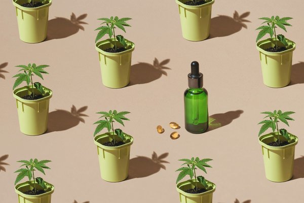 Dosage cbd pour maigrir : comment l'utiliser efficacement ?